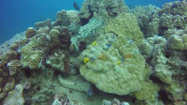 <strong>海洋</strong>潜水潜水水下色彩斑斓的热带珊瑚礁海景危险的有毒的马里murena鳗鱼深<strong>海洋</strong>珊瑚水生<strong>生态</strong>系统天堂背景水极端的体育运动爱好